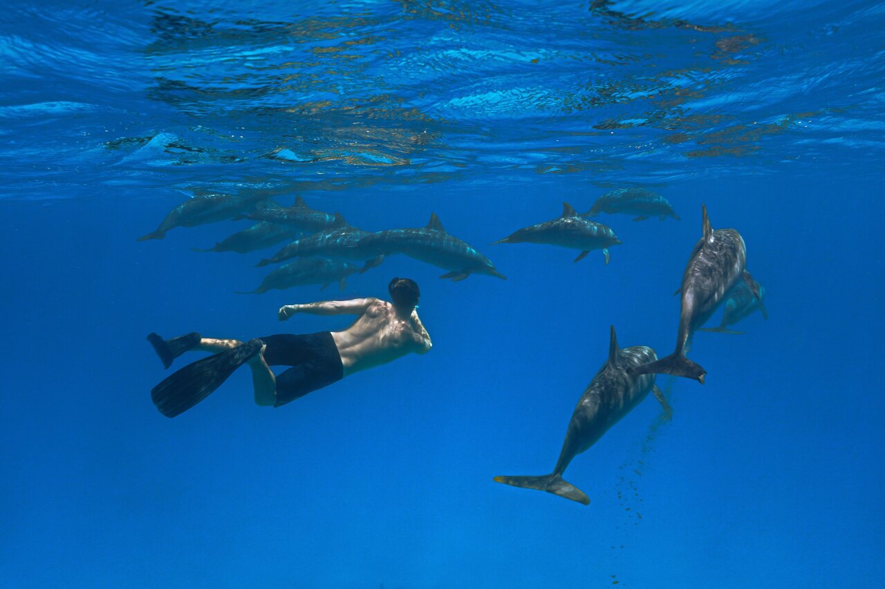 Uno snorkeler nuota sott'acqua nel blu profondo dell'oceano insieme a un numeroso gruppo di delfini selvatici.