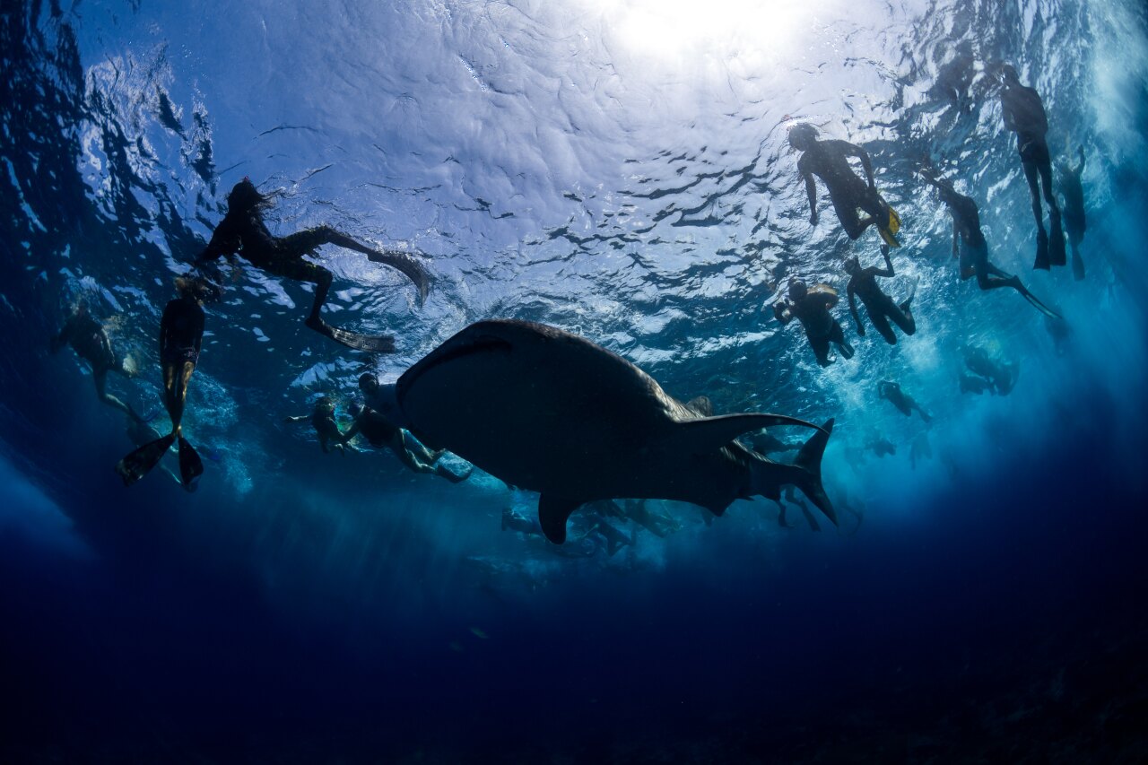 Un gruppo di persone fa snorkeling in acque cristalline accanto a un grande squalo balena visto dal basso