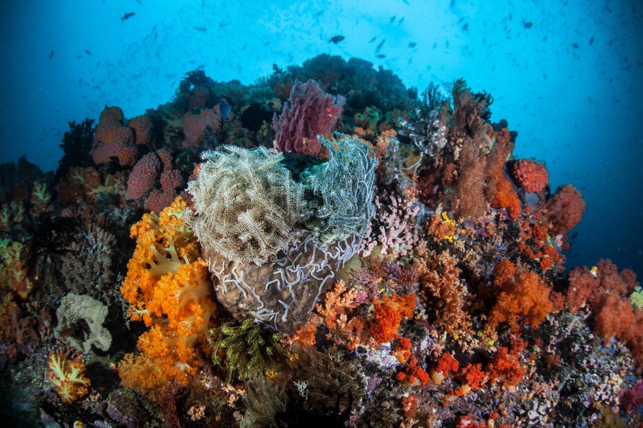 Una vista ravvicinata di una vibrante barriera corallina nell'oceano con coralli molli, gigli di mare e piccoli pesci.