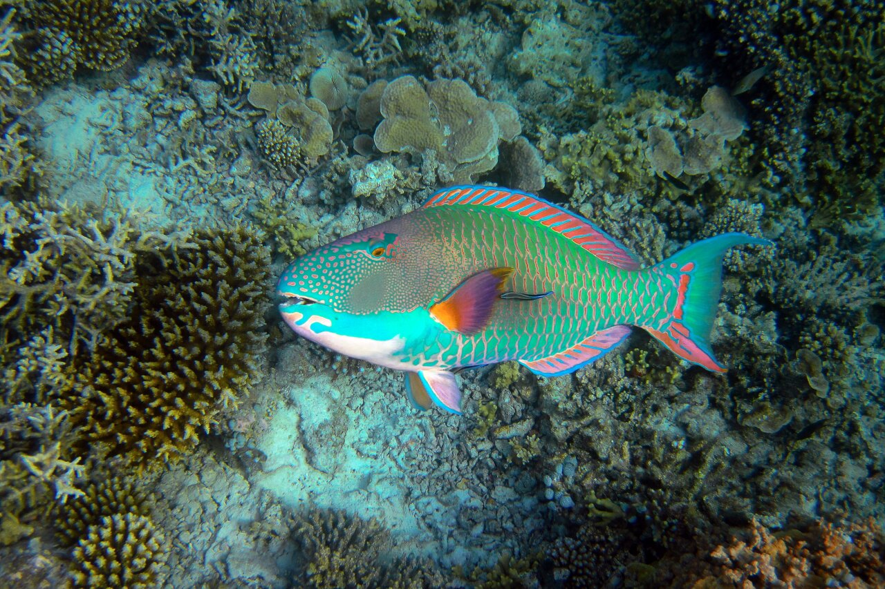 Primo piano di un pesce pappagallo colorato che nuota sopra una barriera corallina in un mare turchese cristallino