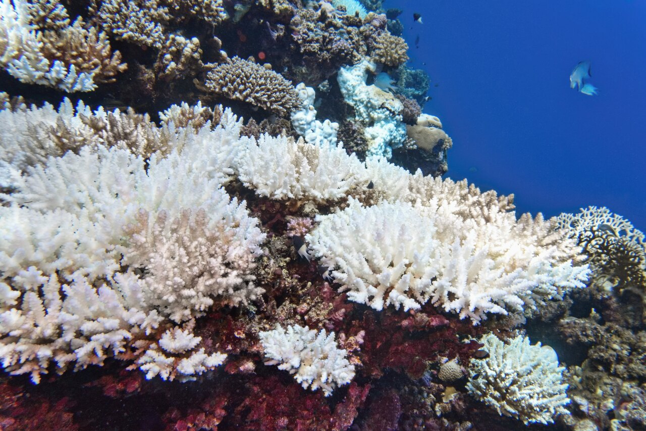 Vista ravvicinata di un ecosistema di barriera corallina bianca sbiancata sott'acqua con fondale marino blu scuro.