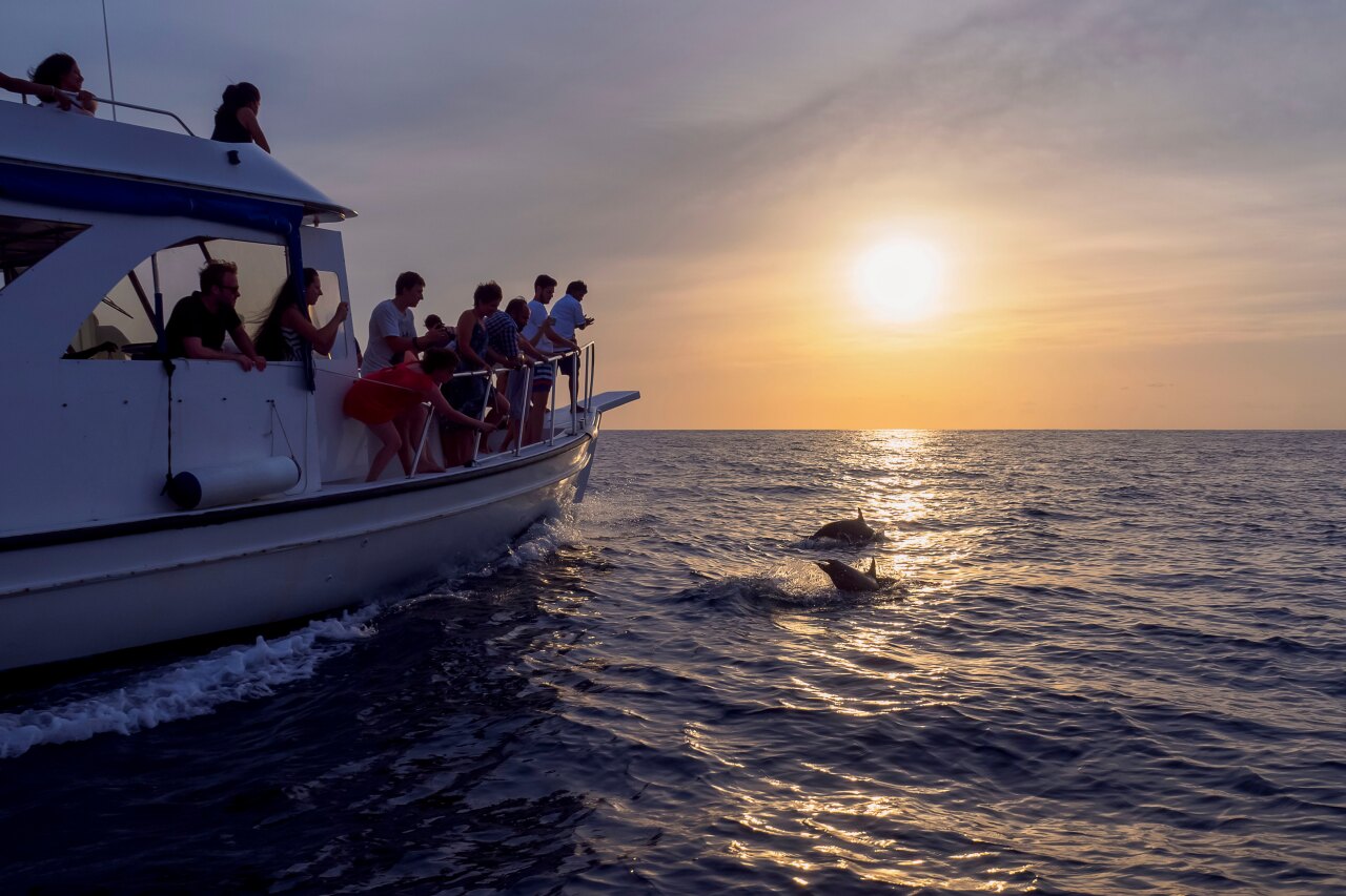 Un gruppo di turisti in barca osserva delfini selvatici che saltano nell'oceano durante una crociera al tramonto.