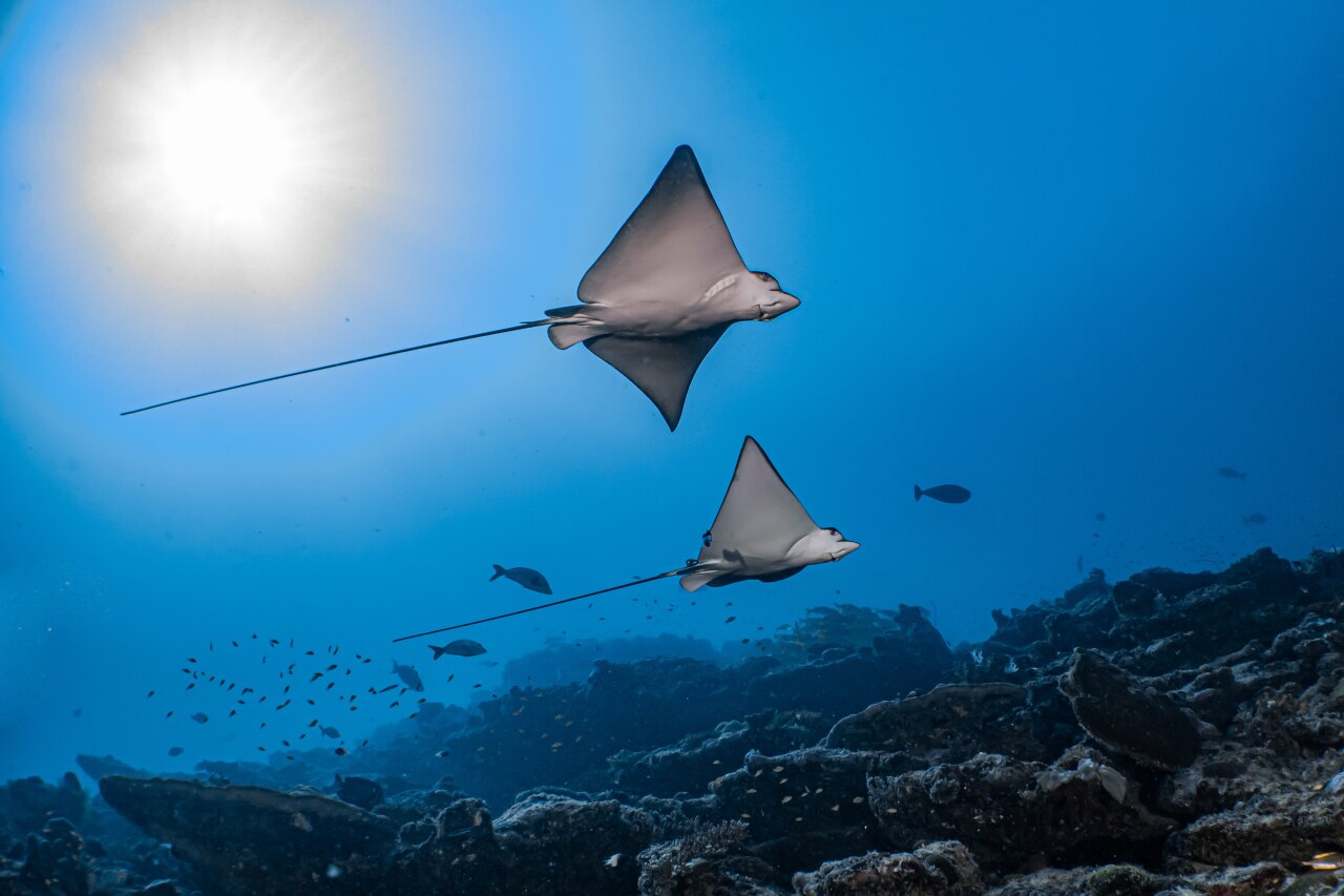 Due maestose aquile di mare nuotano con grazia sopra una vibrante barriera corallina con il sole che brilla in superficie.