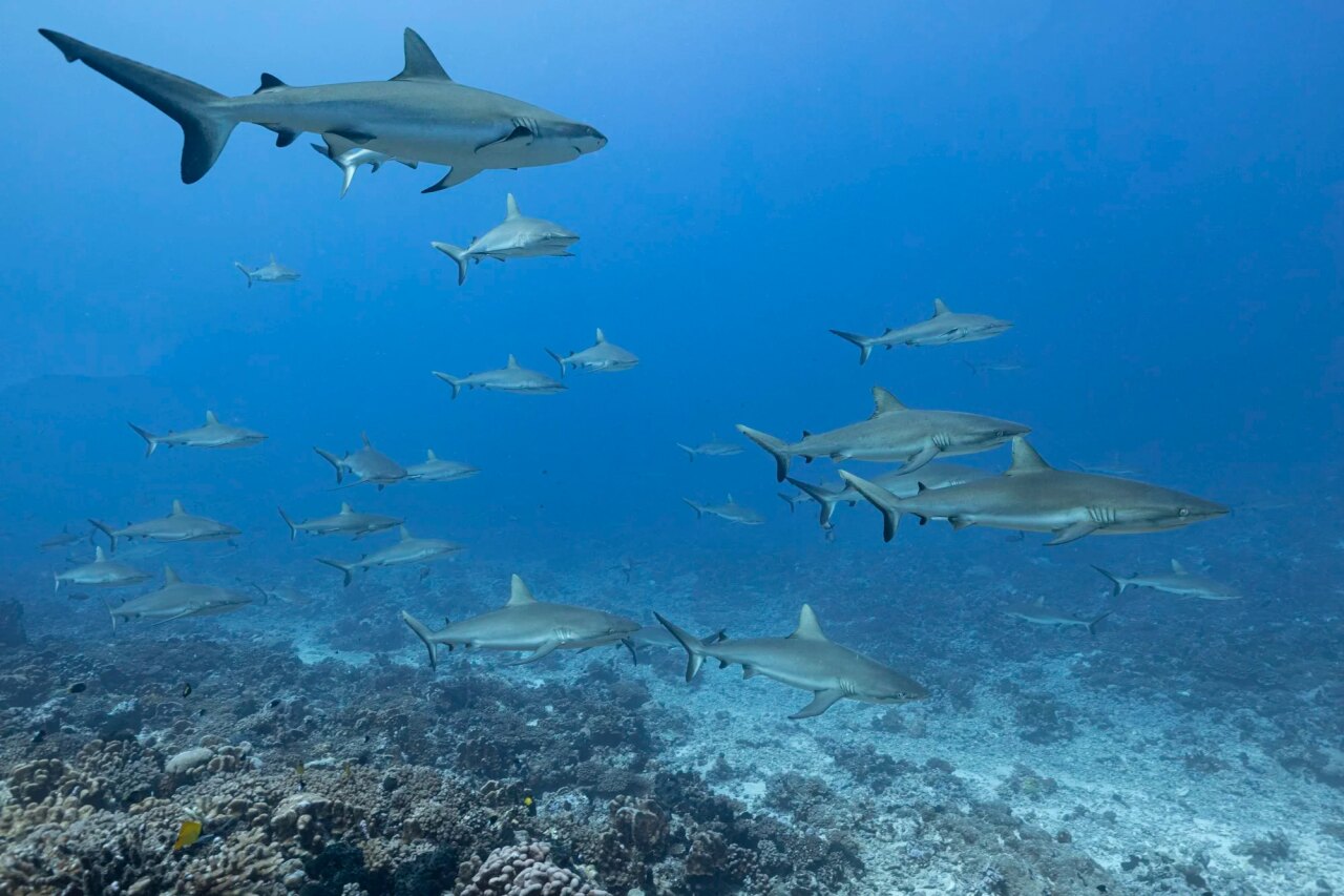 A large school of grey reef sharks swimming gracefully above a vibrant coral reef in clear deep blue ocean water.