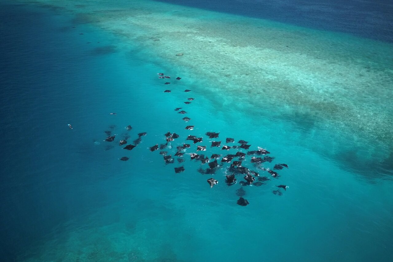 Aerial drone shot of a large group of manta rays swimming together in the turquoise lagoon near a coral reef.