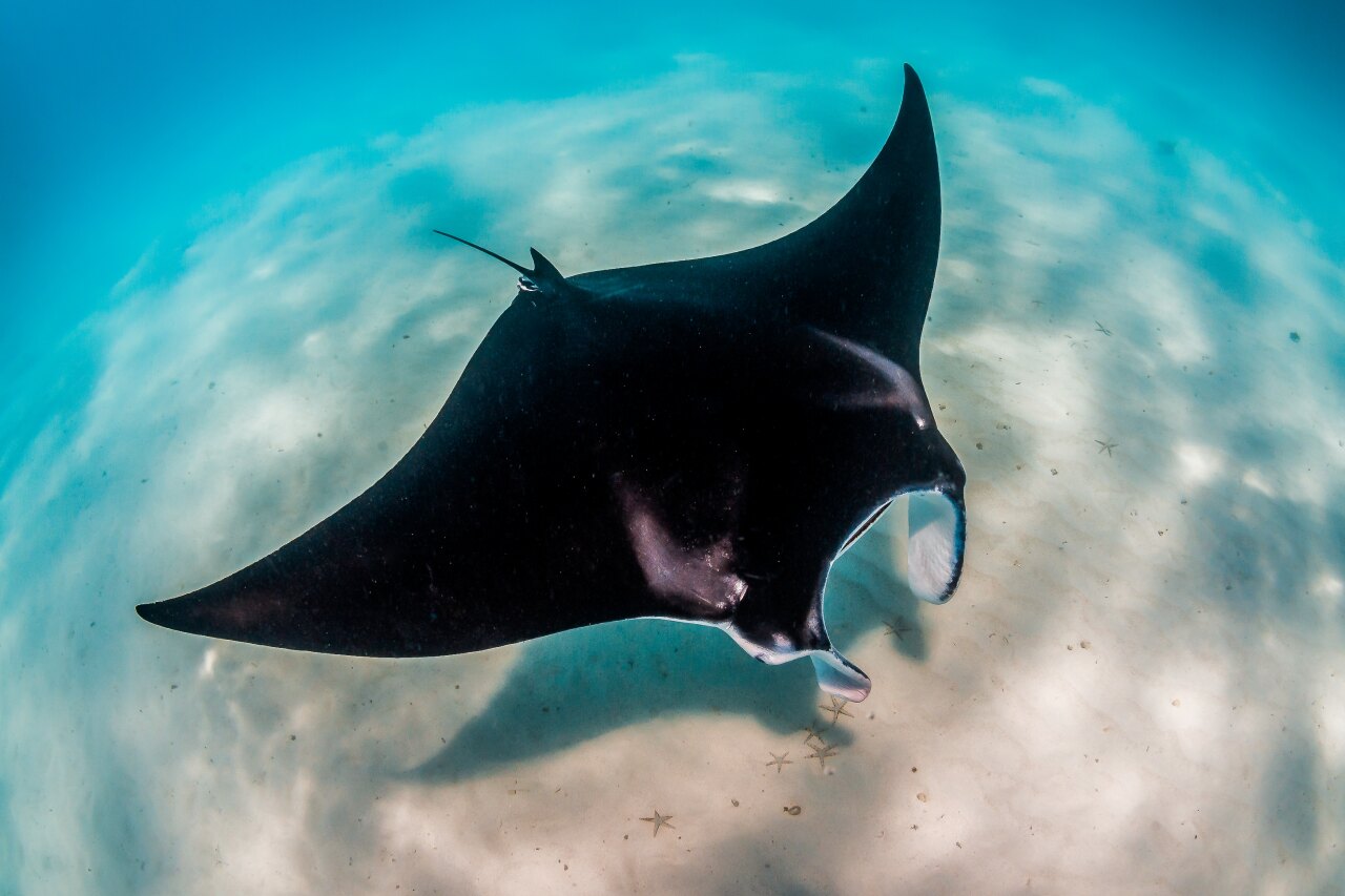 A majestic black manta ray swimming gracefully over a bright, sandy ocean floor with starfish in clear turquoise water.