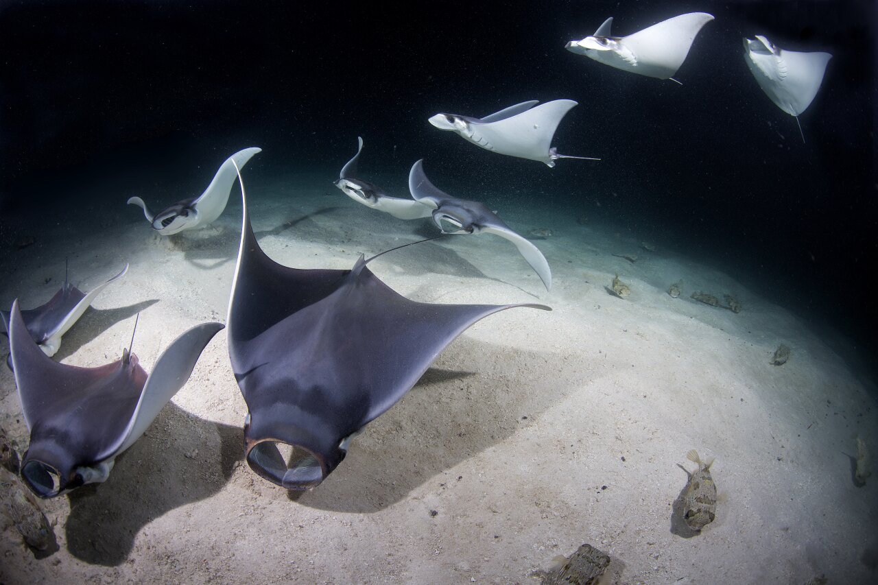 A school of manta rays swimming and feeding on the sandy ocean floor during a deep night dive in the Maldives.