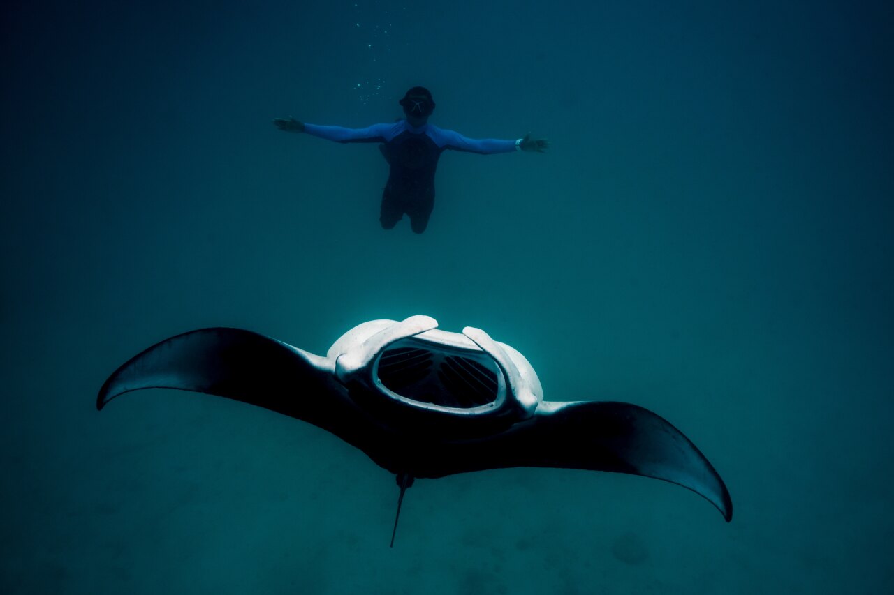 Uno snorkeler nuota vicino a una grande manta con la bocca aperta sott'acqua nella baia di Hanifaru, Maldive.