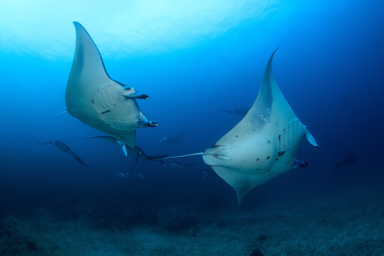 A group of elegant manta rays swimming gracefully in the deep blue ocean, illuminated by sunlight from above.