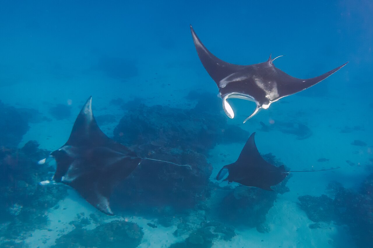 Tre graziose mante che nuotano nelle profonde acque blu dell'oceano sopra una barriera corallina in un ambiente tropicale.