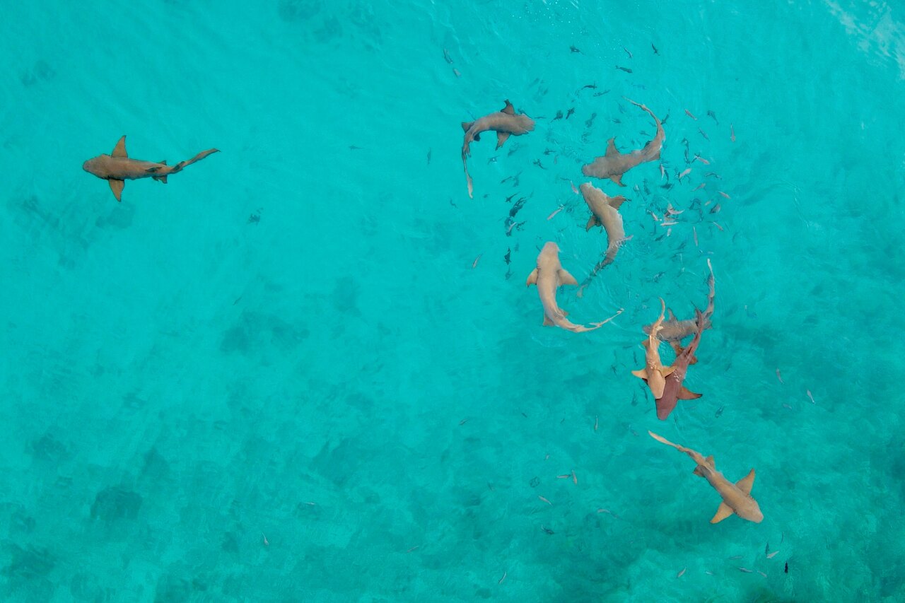 Aerial view looking down at a school of nurse sharks swimming in the crystal clear turquoise tropical ocean waters.