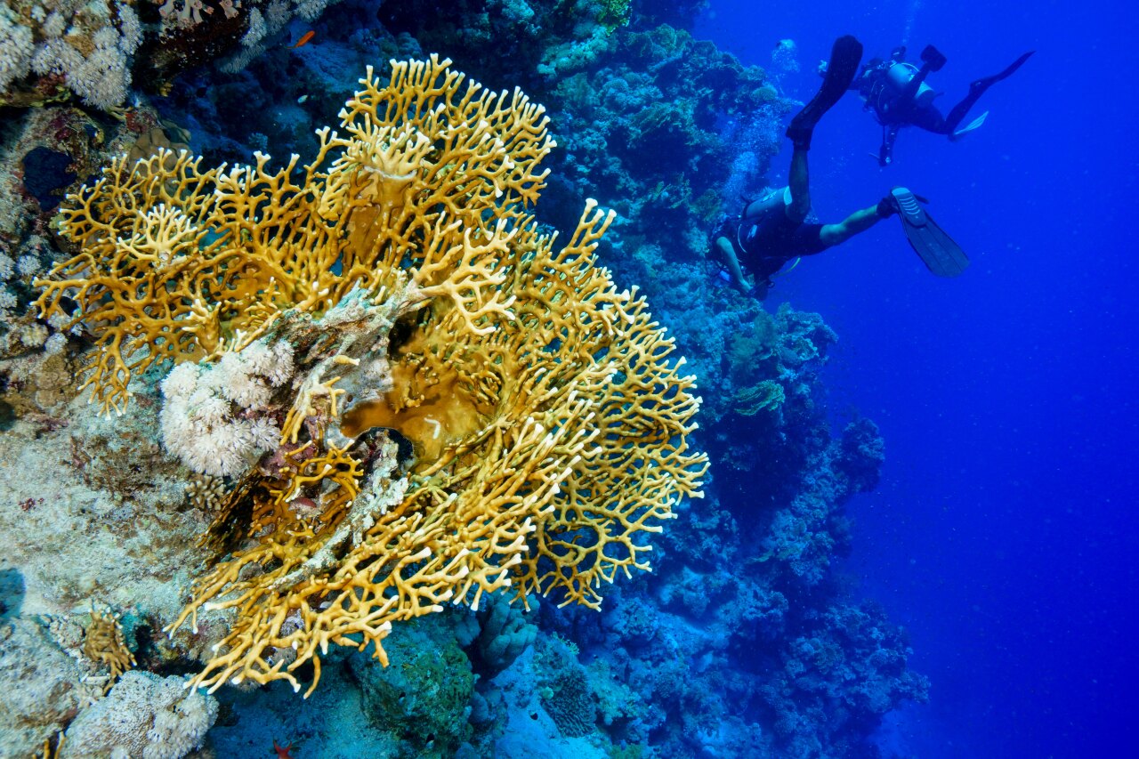 Two scuba divers exploring a beautiful underwater coral reef wall with intricate fire coral in the deep blue ocean
