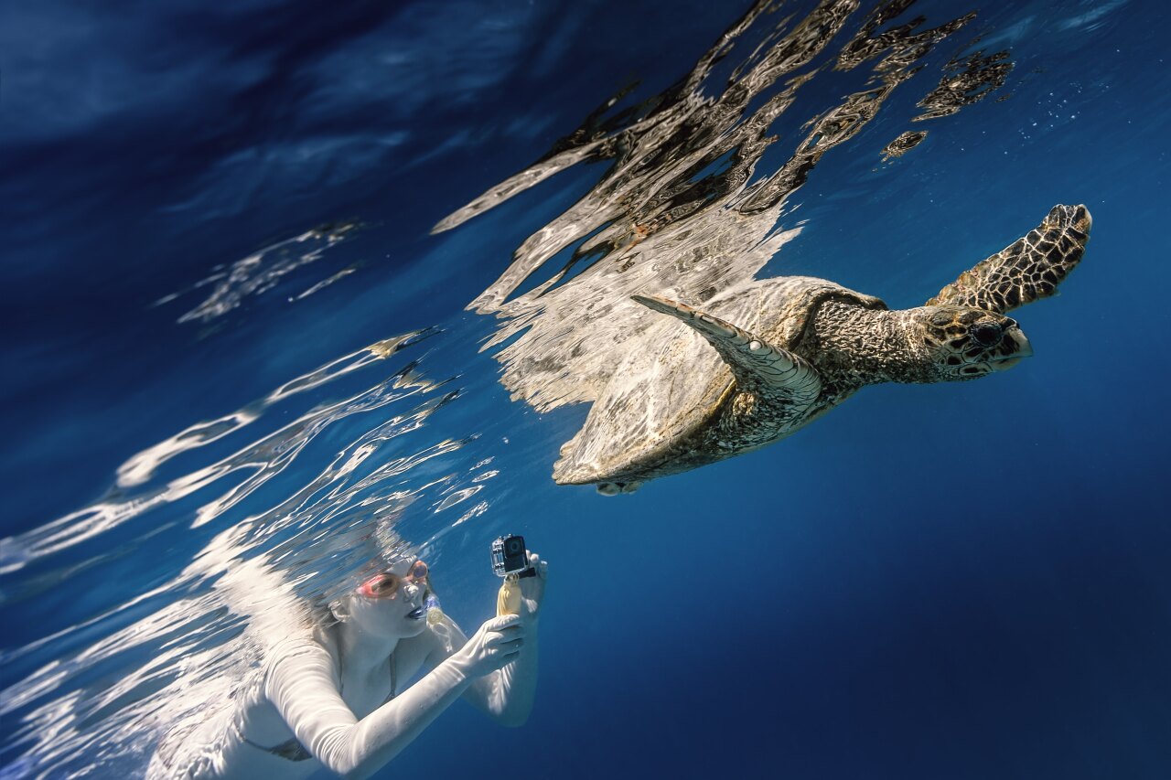 A woman snorkeling captures a beautiful hawksbill sea turtle swimming gracefully in the deep blue tropical ocean water