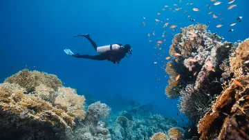 activity, reef, sea, underwater - A professional scuba diver explores a colorful coral reef teeming with exotic tropical fish in the deep blue ocean.