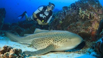 activity, animal, reef, underwater - A scuba diver observing a large leopard shark resting on the sandy ocean floor near a colorful coral reef
