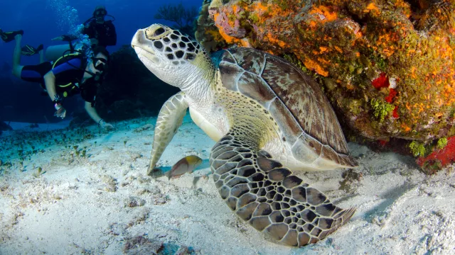 activity, animal, reef, snorkeling, underwater - Scuba diver swimming close to a beautiful green sea turtle on a vibrant coral reef during a diving excursion.