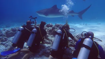 activity, animal, underwater - A group of scuba divers kneeling on the ocean floor watching a large tiger shark swimming in the clear blue water.