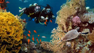 activity, animal, reef, underwater - Two scuba divers swimming alongside a sea turtle near a vibrant coral reef filled with colorful tropical fish underwater.