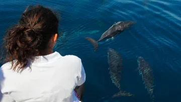 activity, animal, people, sea - Una donna osserva un gruppo di delfini selvatici che nuotano nell'oceano blu durante un'escursione in barca.