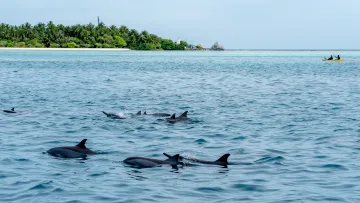 activity, animal, sea - Un gruppo di delfini selvatici nuota vicino a un'isola tropicale locale mentre un turista esplora il mare in kayak.