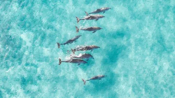 activity, animal, drone-shot, sea - Una prospettiva aerea ripresa da un drone mostra un branco di delfini selvatici che nuotano eleganti nell'acqua turchese.