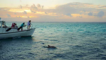 activity, nature, people, sea, sunset - Group of tourists on a boat watching a dolphin swimming in the ocean during a beautiful sunset in the Maldives