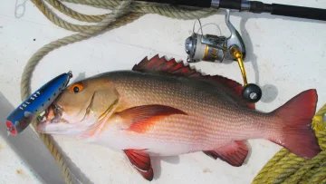 activity - Close up view of a freshly caught red snapper fish alongside a professional fishing rod and blue lure on a boat.