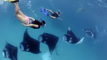 activity, nature, snorkeling, underwater - Group of tourists snorkeling underwater and swimming alongside multiple manta rays in the deep blue ocean water.