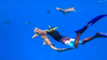 activity, animal, snorkeling, underwater - A swimmer snorkeling underwater alongside a gentle nurse shark in the clear blue ocean waters of the Maldives.