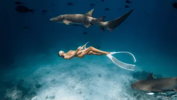 activity, animal, snorkeling, underwater - A woman snorkeling gracefully underwater alongside nurse sharks in the crystal clear tropical ocean waters.