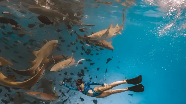 activity, animal, snorkeling, underwater - A woman snorkeling among many nurse sharks in the crystal clear turquoise water of the Vaavu Atoll, Maldives.