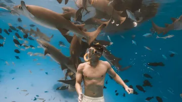 activity, animal, snorkeling, underwater - A man snorkeling surrounded by a large school of nurse sharks in the crystal clear blue waters of the Vaavu Atoll.