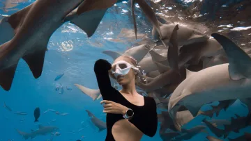 activity, animal, snorkeling, underwater - A woman swimming underwater surrounded by many nurse sharks in clear blue ocean water while wearing snorkeling gear.