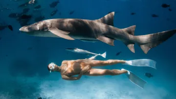 activity, animal, snorkeling, underwater - A woman snorkeling underwater peacefully in the ocean while a large nurse shark swims gracefully above her.