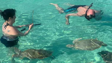 activity, animal, sea, snorkeling - Turisti che fanno snorkeling in acqua turchese cristallina circondati da tartarughe marine vicino al reef.