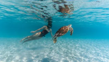 activity, animal, people, sea, snorkeling, underwater - A woman in a swimsuit snorkeling underwater in the clear turquoise ocean near a majestic sea turtle in the Maldives.