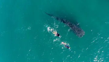 activity, animal, drone-shot, nature, sea, snorkeling - Aerial view of two snorkelers swimming alongside a large whale shark in the clear turquoise ocean waters of Maldives.