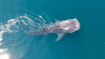 activity, animal, drone-shot, sea, underwater - Aerial perspective looking down at a large whale shark swimming gracefully in the deep blue ocean water of Maldives.