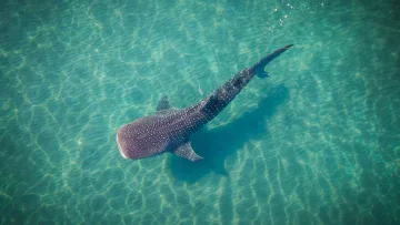 activity, animal, sea, snorkeling, underwater - Aerial perspective of a large whale shark swimming gracefully through crystal clear turquoise tropical ocean waters.