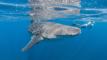 activity, animal, snorkeling, underwater - A person snorkeling next to a massive whale shark swimming in the clear blue tropical waters of the Maldives ocean.