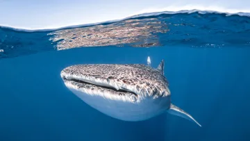 activity, animal, sea, underwater - A split-shot view of a massive whale shark swimming just below the water surface in a crystal clear blue ocean.