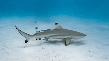 animal, snorkeling, underwater - A blacktip reef shark swimming gracefully over a white sandy seabed in clear turquoise ocean waters with remora fish