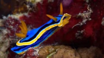 animal, reef, snorkeling, underwater - A vibrant Chromodoris annaie nudibranch with blue and yellow stripes crawling on a coral reef in the ocean.