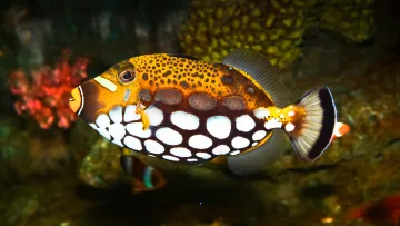 animal, reef, snorkeling, underwater - Primo piano di un vivace pesce balestra pagliaccio che nuota vicino a una colorata barriera corallina tropicale.