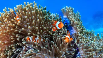 animal, reef, snorkeling, underwater - Vivaci pesci pagliaccio arancioni si nascondono tra i lunghi tentacoli di un anemone di mare viola nell'oceano.