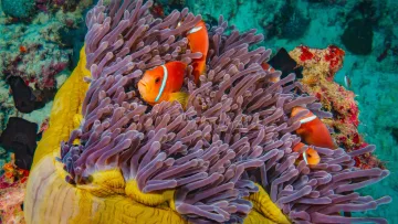 animal, reef, snorkeling, underwater - Pesci pagliaccio arancioni che nuotano tra i tentacoli viola di un anemone di mare in una barriera corallina tropicale.