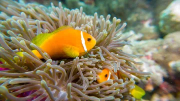 animal, nature, reef, snorkeling, underwater - Primo piano di due vivaci pesci pagliaccio arancioni che nuotano pacificamente tra i tentacoli di un anemone marino.