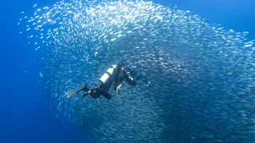 activity, underwater - Professional underwater photographer scuba diving alongside a massive, swirling school of shimmering silver fish.