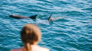 activity, animal, sea - Una persona che osserva i delfini selvatici nuotare vicino alla barca nell'oceano blu durante una escursione tropicale.