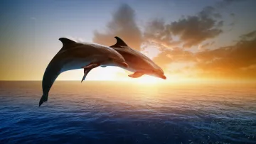 animal, nature, sea, sunset - Due delfini saltano fuori dall'acqua dell'oceano con lo sfondo un bellissimo cielo al tramonto.